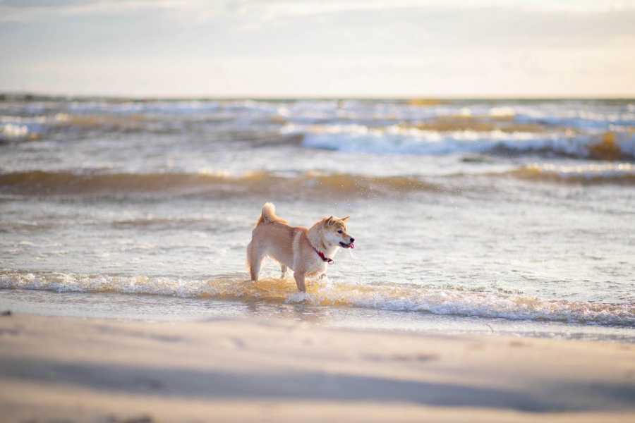 Las excelentes costas de Italia que permiten la presencia de mascotas caninas.