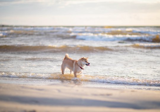 Las excelentes costas de Italia que permiten la presencia de mascotas caninas.