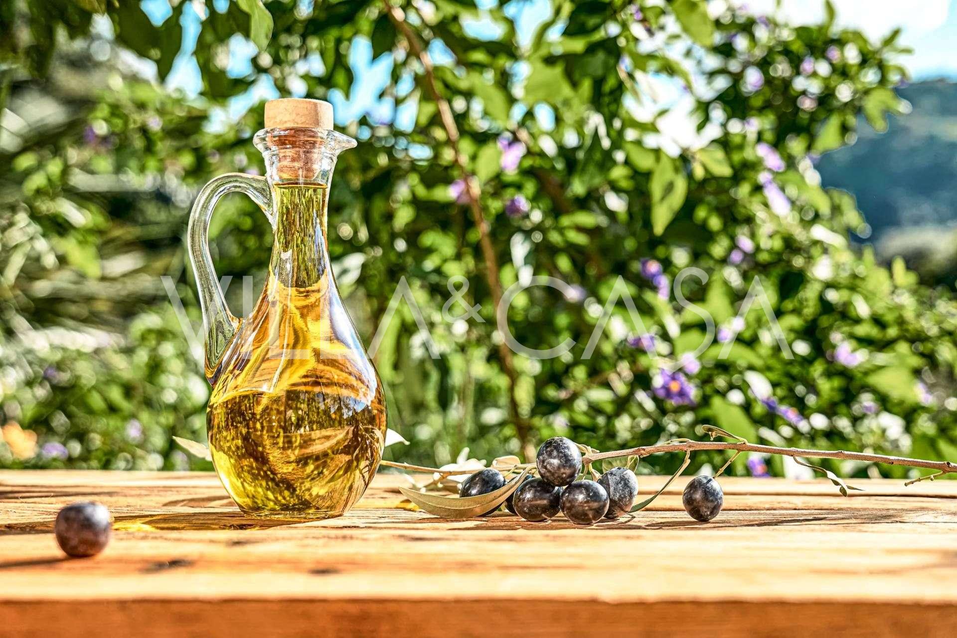 Producción de aceite de oliva en Liguria